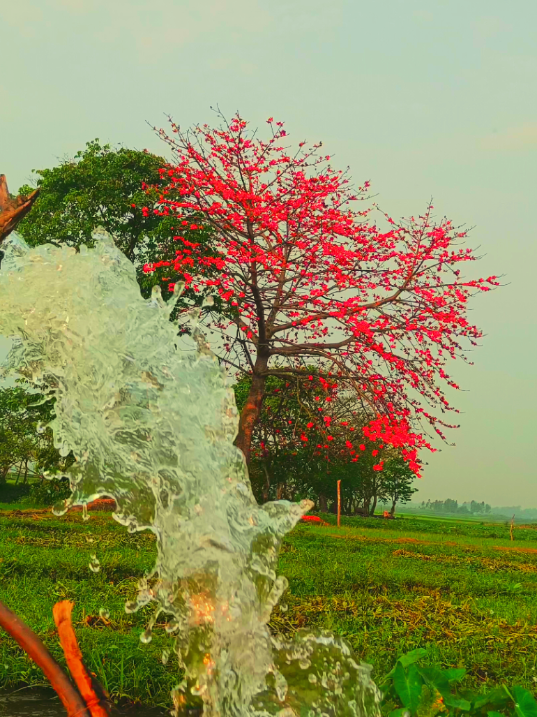 গ্রামের এক অপরূপ সৌন্দর্যময় দৃশ্য