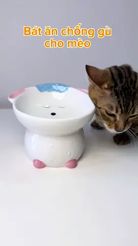 Bát ăn chống gù cho mèo #bátănchomèo #bátănchốnggùchomèo 