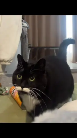 When do we eat dinner?#fyp #catsoftiktok #kitty #kucing #meow #catlover #funny #funnyvideos #cute #PetsOfTikTok #cutecat 