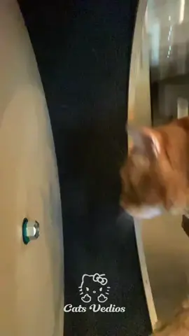 Spotify playlist in bio #foryoupagе #phonk #funk #fyp 