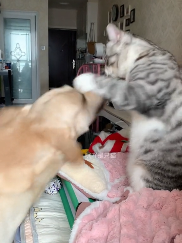 animals doing weird things. dog and cat fighting video. #dogandcat #creatorsearchinsights  #catanddog  #weirdanimalvideos  #animaldoingweirdthing 