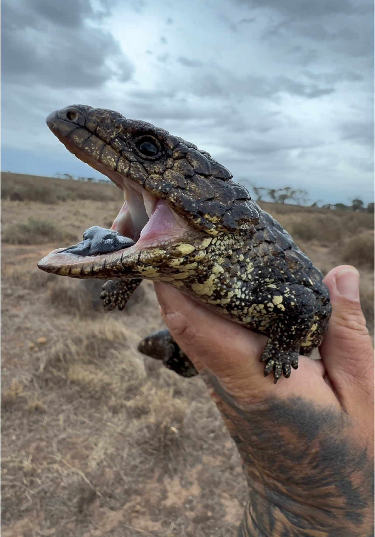Moving a beauty of an Eastern Shingleback Skink (Tiliqua rugosa aspera), off of the road in outback NSW!!! 💫🦎 #lizard #australia #reels #wildlife #reptile #reptiles #lizardsofinstagram #conservation #shingleback #Love #lizardsoftiktok #reptile 