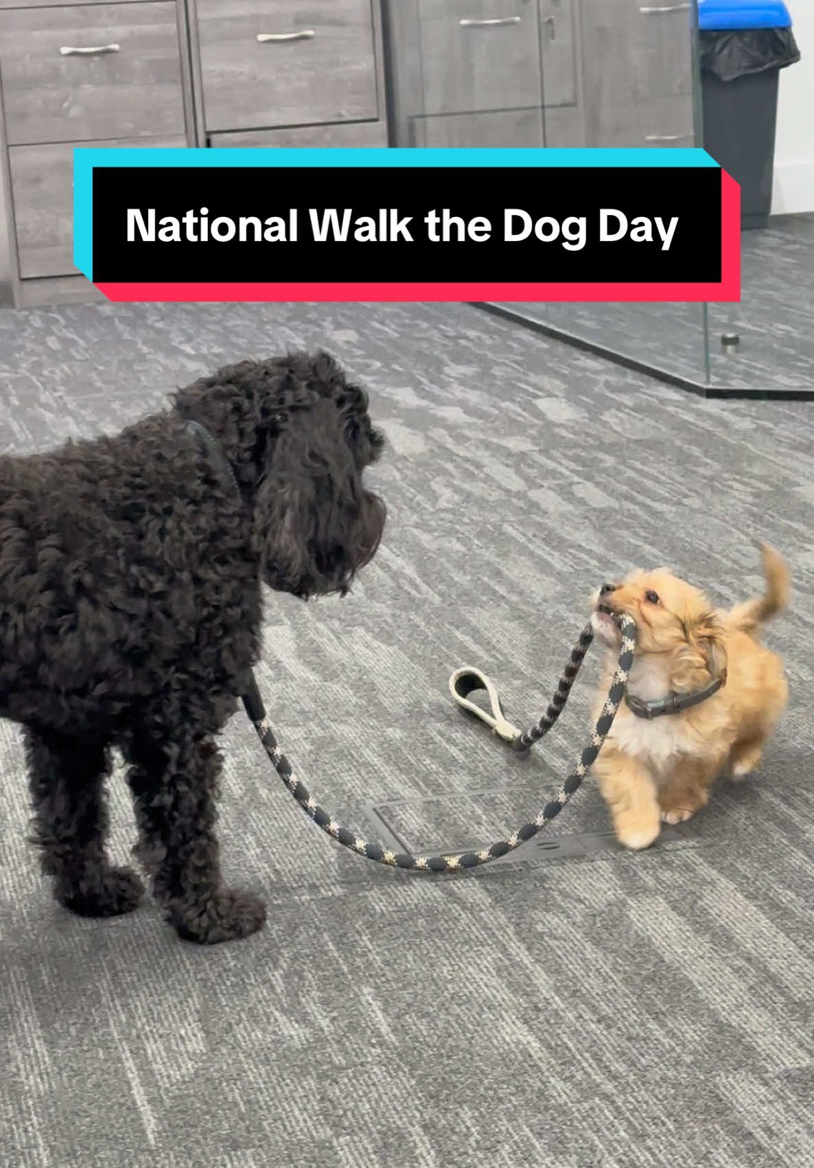 For National Walking the Dog Day, Arnie will now demonstrate on Kev 🐶🐕‍🦺🤣 (sorry Kev) #nationalwalkthedogday #walkthedog #dogwalk #puppywalk #funnydogs #officedogs #puppy 