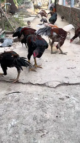 #gà_chọi_việt_nam 