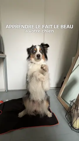 tuto tour : apprendre le fait le beau ! #chien #dog #dogtricks #tours #tricks #DogTraining #dogtrainingtips