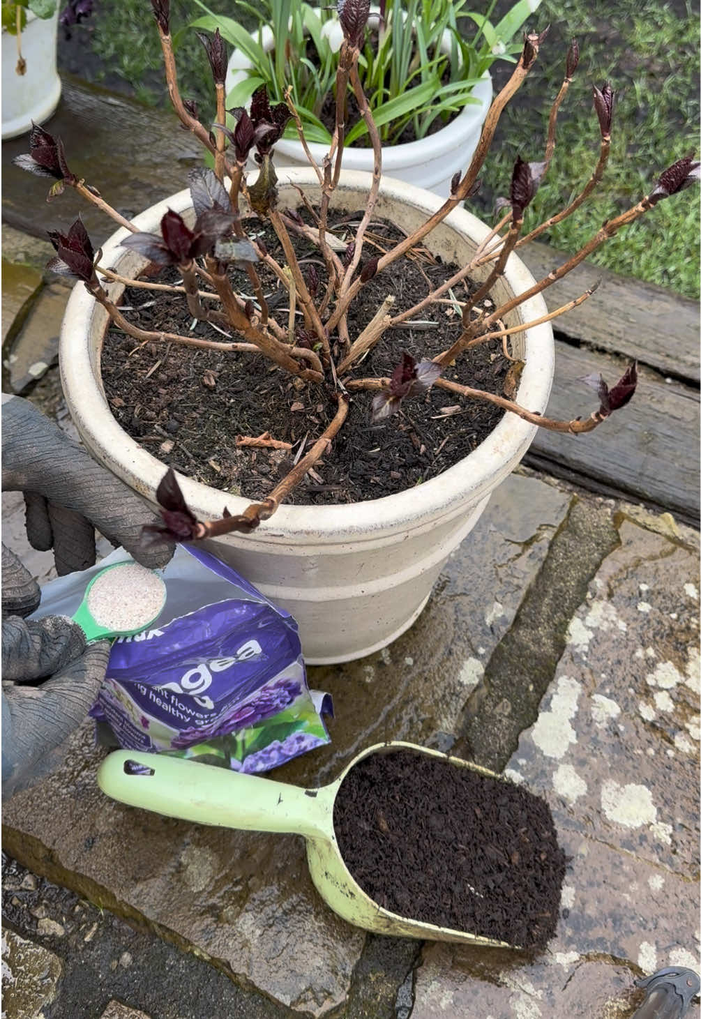 Feeding Hydrangea 🌸 Please do watch and listen along 👍 I’m regularly feeding my Hydrangea both potted and in the ground. I use Vitax Hydrangea Feed granules out of a pouch to give my Hydrangea a healthy boost. I feed my Hydrangea every month from March to September.  If you would like to buy a Vitax Hydrangea Feed 1kg pouch then go to www.thompson-morgan.com @T&M and use my promo key code TMTAWTOM12 for 12% off when you spend over £20. You’ll need to spend over £20 so why not add a young Hydrangea or two.  What beautiful troughs and pots for the garden. I’ve got a 5% discount promo code TOM5 for you at www.heritagepotcompany.co.uk @heritagepotcompany  I’ve got a 10% discount promo code GWT10 for you at www.fieldcompost.co.uk @Field Compost Ltd on Field No.23 Professional Peat Free Potting Compost  Lovely wooden raised beds and gardening tools, please use my promo code GWT2025 for 10% off at www.harrodhorticultural.com @Harrod Horticultural  #hydrangea #hydrangeas #hydrangeaseason #hydrangeas✿ #hydrangeaflowers #hydrangeaflower #hydrangealove #garden #gardening #gardening101 #gardeninghacks #gardeningtips #gardeningtools #gardeningtiktok #gardeninghack #gardeningideas #gardeningtipsforbeginners #gardeningforbeginners #gardenersworld #gardeners #gardenersoftiktok #gardenerslife #gardenersofinstagram #gardenersfriend #gardenersofthegalexy #gardenwithtom 