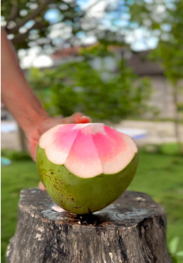 KELAPA WULUNG😍😍 #kelapa #bibitkelapa #bibitbuah #kelapawulung #bibitkelapawulung 