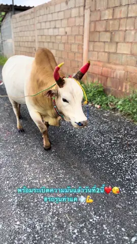 วันที่2นี้แล้วบ่าวเห้อ ผ่านไฟต์4ไห้ได้แบบสวยๆนะลูกบ่าว❤️😍#ขาวยอดพยัคฆ์ลูกรักขวัญใจท่าแค_เขี้ยวเงิน #นายสัณหณัฐ_ค่ายโคสิงห์โตทอง🔥❤️ #เสน่ห์วัวชน❤️ #รถรุนท่าแค #อย่าปิดการมองเห็น 