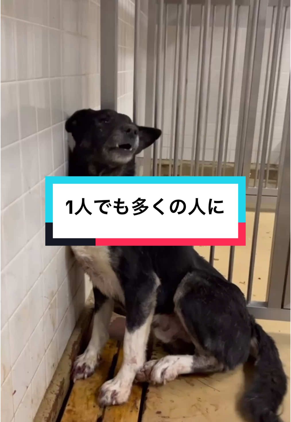 🗣‪野犬は家族になれます。 いつも皆さんありがとうございます。 あたたかいコメント、応援のコメント、心配のコメント全て目を通してます👀 SNSを通して皆さんに保護犬も家族になれるんだよと全面的に伝えたいです。  実際、保護犬というのがある、保護犬を飼うというのを知らない人は、まだまだ沢山居ます。「〇〇県にそんな活動が」から「犬や猫を保護する活動なんかがあるんだ」 など沢山耳にします。まだまだ認知が足りないなと思います。今はソーシャルメディア中心の時代です。だからこそ、こうしてSNSで発信することは本当に大切で、今の現状を最速に全国の皆さんに伝えることができ、皆さんと繋がることができるツールだと思います。  明日も笑って幸せに過ごせるように。 ！なにもできないなんてありません。 いいね、拡散、それだけでも一助になります！！   ですが保護犬を飼う、家族に迎えるにあたって 、軽い気持ちで飼うという決心は脱走、飼育崩壊に繋がりかねません。。この子達に過酷な環境を二度と経験して欲しくありません。なので、脱走対策の策、家、先住犬との相性、など様々な条件があることは確かです。厳しく感じるかもしれませんが、すべては犬の幸せを第1に考えたものです。 🥲🥲ご理解の上よろしくお願い致します。🙏🙏💦✨皆様の優しさや思いやりが、きっと保護犬にとってかけがえのない幸せとなります。ありがとうございます😭💖💖⚠︎︎保護数、殺処分の数は2022年のデータです。#犬のいる生活 #まあくんの家 #犬好きと繋がりたいダ #保護犬 #保護犬を家族に #殺処分ゼロ #犬好きと繋がりたい #犬好きと繋がりたい #保護犬を家族に #いぬのいる生活 