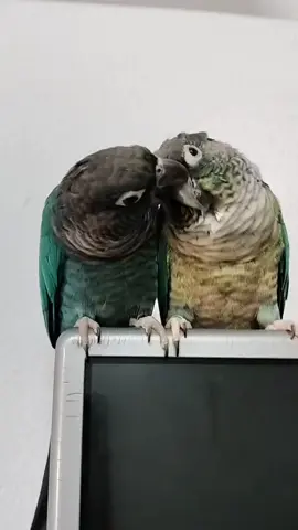 นกแก้วกรีนชีค รักกันมากตีกันทุกวัน🤣 #เพลงรัก #สัตว์โลกน่ารัก #สัตว์เลี้ยงtiktok 