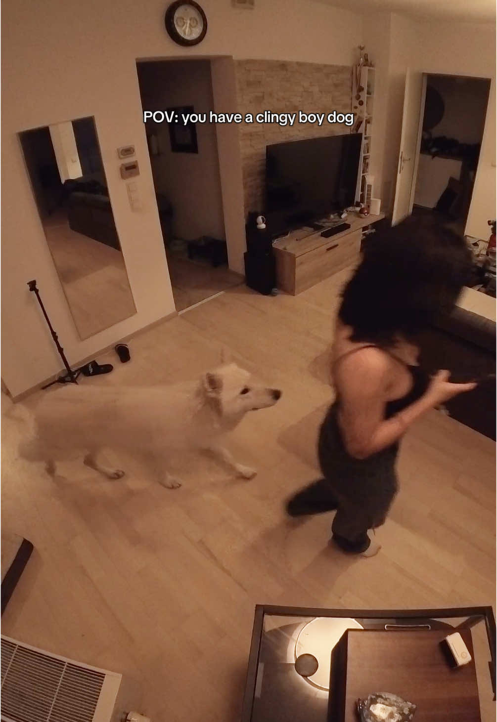 We were getting ready to go out, stop judging #dogtok #swissshepherd #clingydog #funnydog 