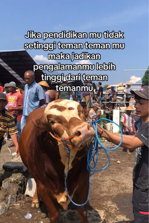 🙃🙃#boyolali24jam #blantiksapi #storysapi #peternakmuda#peternaksapiindonesia #peternakmilenial #storywa #fypシ゚viral #fyp #masukberanda 
