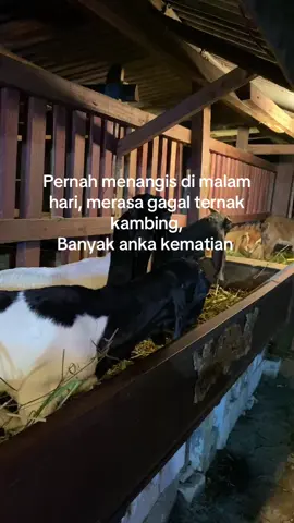 Yaudahlah yang penting kita sudah berusaha#peternaketawa 