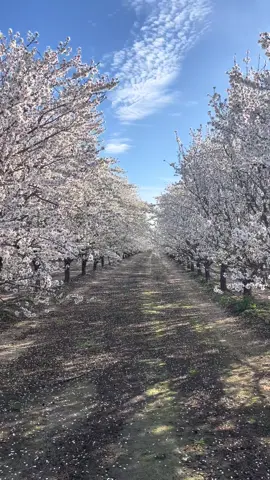 I love 💕 the almond trees when they bloom 🌸. Beautiful 😍. #almondtreesinbloom #almondtree #flower #blooming #hermoso #bonito #flores 