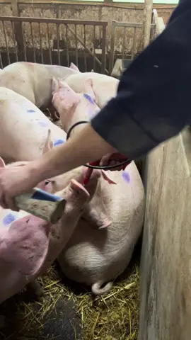 Regumate training time #pig #piggy #pigsoftiktok #pigs #fyp #piglet #pigsfarm #pigfarm #pigfarming #pigfarmer #farming #farm #farmlife #farmtok #farmingtiktok #agriculture #farminguk #oink #heatcycle #heatsync 