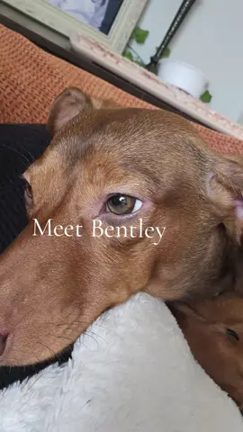 Benny! #weenerdogsoftiktok #weenerdog #docson #dog #dog #fy #viral 