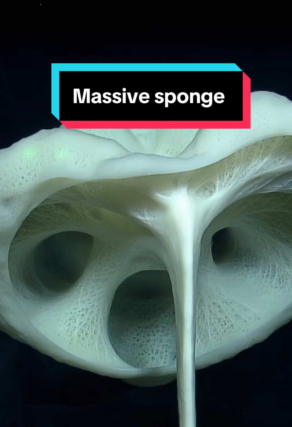 This massive #deepsea #sponge has become quite the tall home for a #squatlobster! #NautilusLive #oceanvideo #deepseasponge #seasponge #oceananimals 