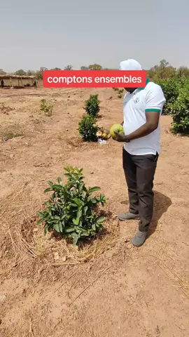 5 mois après la plantation déjà 88 fruits ! #agriculture #arbre #goyave #semence #orange #plante 