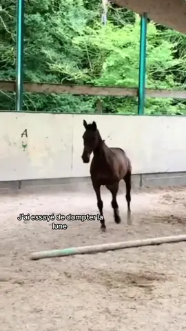 🤷‍♀️#equitation #pourtoii #cavalier #fyp #horse #trends 