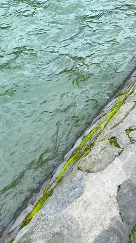 sarangan ya oke 🥶🥶 #mentahansarangan #sarangan #mentahanvideo #mentahan #masukberanda 