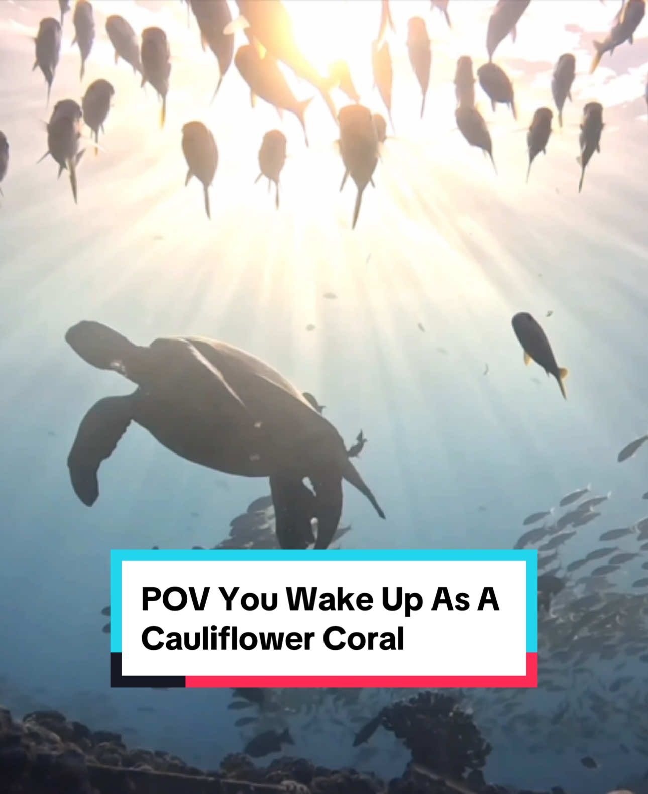 Full screen 🤌🏻 POV: this is what it would be like to wake up underwater at sunrise, sea turts and all. #POV #fyp #fishtok