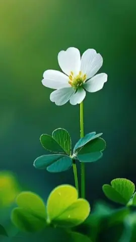 kata bijak motivasi kehidupan #hidup tenang#nasehatdiri #Quotes #fyp #viral #fypviraltiktok🖤シ゚☆♡ 