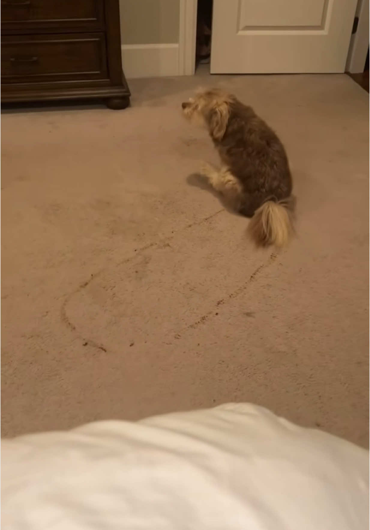 Bad dogs make bad decisions 😂 #dogs #funnydog #baddog #dogsoftiktok #fail #fails #laughing #laughing #trynottolaugh #funnyvideos #viral #trending #fyp 