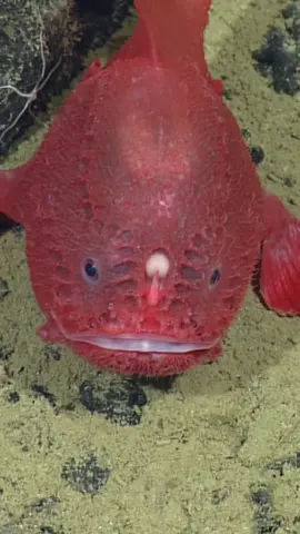 One fish, two fish, red fish, blue fish.  This deep-sea anglerfish is Chaunacops coloratus. In 2012 MBARI researchers were the first to publish observations of these rare fish in their natural, deep-sea habitat. In addition to documenting these fish walking on the seafloor and fishing with their built-in lures, the researchers discovered that the fish change color from blue to red as they get older. As a result of MBARI’s ROV observations, researchers also learned that C. coloratus can live as deep as 3,300 meters (11,000 feet) below the ocean’s surface. Given the great depths these fish inhabit, it is no surprise that they had never before been seen alive. It is a testament to the usefulness of ROVs, which have provided marine scientists with a new window into the deep sea. MBARI has pioneered the use of ROVs to study animals, discover new species, document previously unknown behaviors, and collect individuals in their native habitat. #anglerfish #chaunacops #FishTok #DeepSea