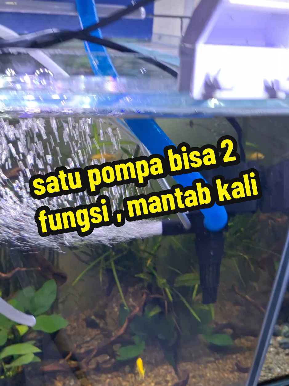 Membalas @musa220723  pompa air celup kandila eco 1200 #powerhead #pompafilteraquarium #pompaaquarium #pompaaircelup 