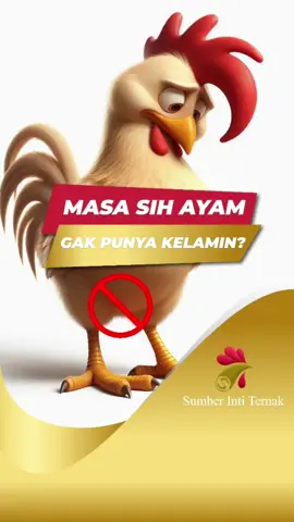 Ayam kok ga punya kelamin ya?  Punya kok tapi tidak secara fisik yah. Sistem dan alat reproduksi ayam emang agak unik nih, yang tersembunyi didalam tubuh mereka. Yaitu Namanya ‘kloaka’. #ayamgakpunyakelamin #ayam #ayamtidakpunyakelamin #ternakayam #peternakanayam #ayambroiler #ayampetelur #ayamlayer #ayampedaging #funfact #faktaunik #faktamenarik #fypage #viralvideo #sumberintiternak 