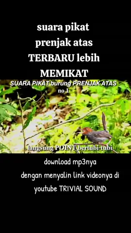 suara pikat prenjak atas terbaru LEBIH MEMIKAT #pikatburung #suaraburung #kicaumania #burung 