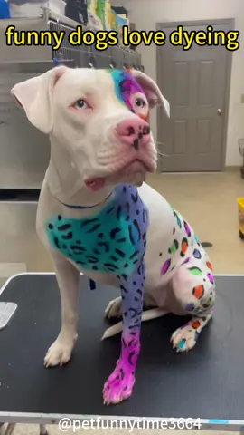 Dyeing your dog and see the reaction 😂😂😂😂#funnyanimals #funnydog #dogsoftiktok 