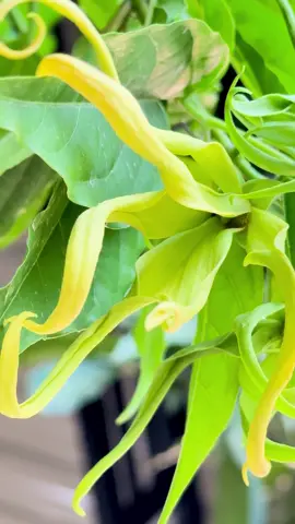 Cananga Odorata/Ylang Ylang/Bunga Kenanga #canangaodorata #ylangylang #bungakenanga #flowers #plant #fypシ゚ 