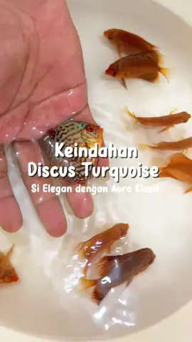 Kenapa kali an harus punya ikan discus turquoise ini? Karena warnanya gokil! Biru kehijauan kayak efek editan Photoshop, padahal aslinya emang secantik itu!  Untuk informasi harga, stok dan cara pemesanan bisa hubungi whatsapp ini ya 081297219494 👈🏻 #discus #ikandiscus #ikanhias #aquascape #budidaya #breeding #jualikan #jualdiscus #bogor #leopard #panthera #redmelon #albino #pigeon #whitebutterfly #turquoise #alenquer #bluediamond #aquarium #discuscare #fyp 