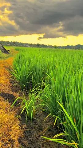 spil kata kata nya sdra⚡️ #storywhatsapp #storykeren #storybugis #soundviral #fyp #fypviral #masukberanda #katakata #bugistiktok #bugissulawesi 