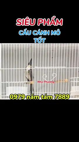 Bổi VIP Siêu Phẩm Cầu Cánh Mỏ Tốt - Chào Mào BỔI VIP #chaomao #chaomaotuyenchon #chaomaotochat #chaomaoboi 