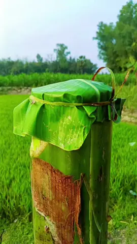 Making Lali with banana🍹 juice #camping #bushcraft #survival #Outdoors #survival_bogura #hacks 