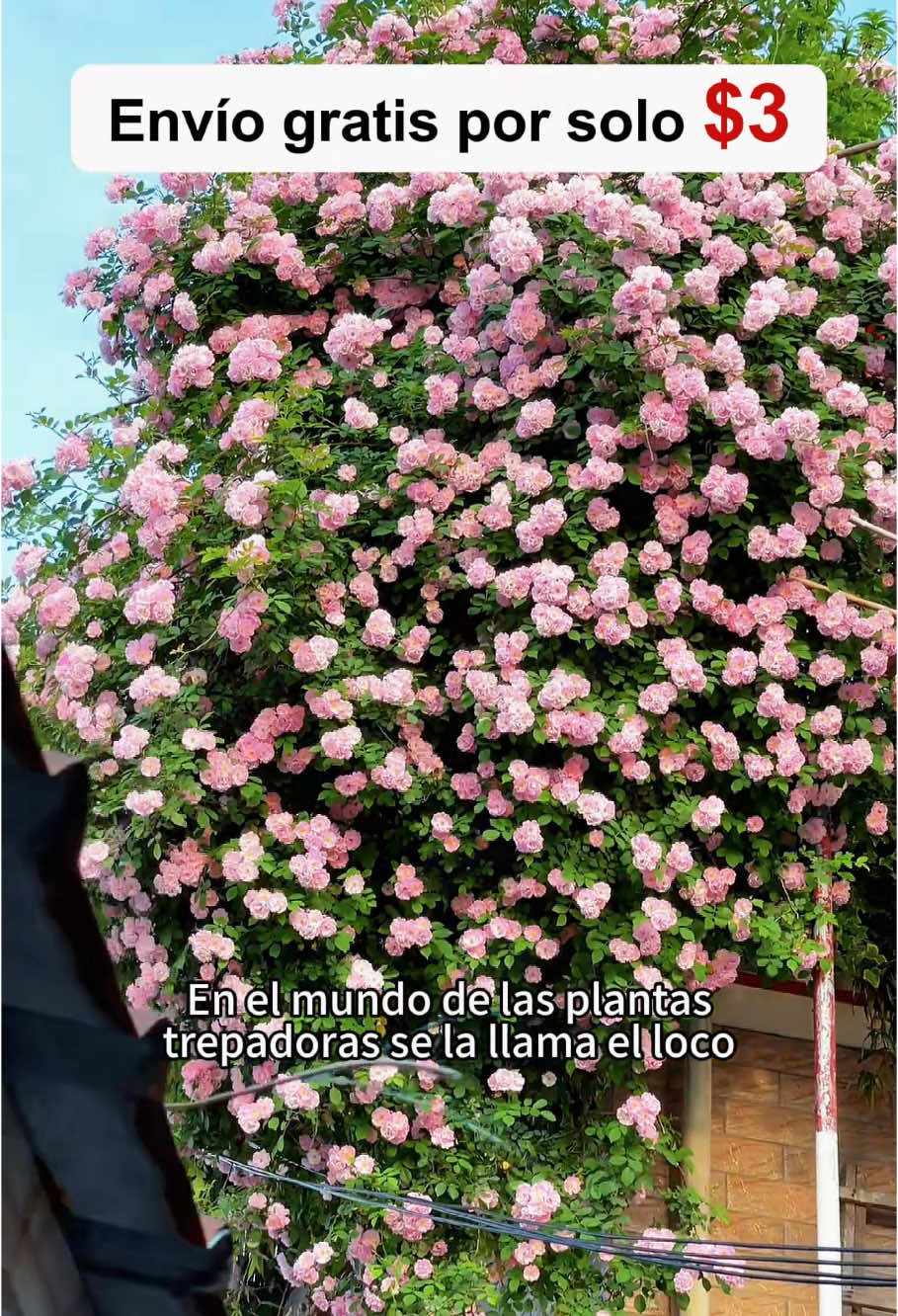 You must buy it for your balconey or garden,because they are So beautiful 🌹🌹🌹#rose #climbingflowers #plant #seeds #flowers #flowershop #garden #gardening #TikTokShop#TikTokShopLoveAtFirstFind #spotlightfinds