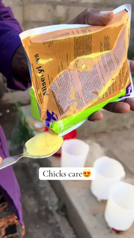 Multivitamins is very important for a one day old chick  We sell one day old chicks and we deliver countrywide  Call 0710656739 #loitochicks #improvedkienyejipoultryfarm #layers #poultry #kashingo #poultryfarming #chicks #kuku #kienyejiimproved 