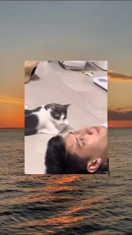 #cat #cute #catvideo #cutcat #funny #pet #funnyvideo #kitty #foryou  #keşfetbeniöneçıkar 