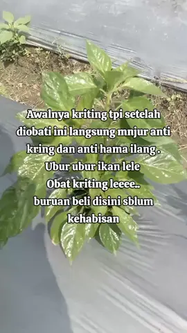 Grin obat hama dan anti kriting