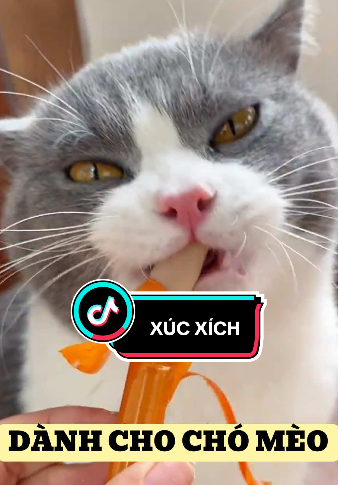 Chưa tới 100 cành là mấy bà có thể mua đồ ăn vặt cho bé tận 1 tháng lận đó. Quá hời luôn, xúc xích phù hợp với hệ tiệ hoá của thú cưng #xucxich #xucxichchothucung #cat #dog #food #petsnack 