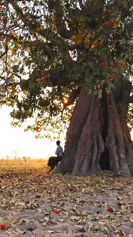 နွေဦးလေရူးတွေလည်းမြူးပီကွယ် #နွေအလှအညာက#အညာမြေရဲ့အလှ #အညာအလှအညာသဘာဝ🥰 #အညာဓလေ့တောဓလေ့ #နွေ #fypage 