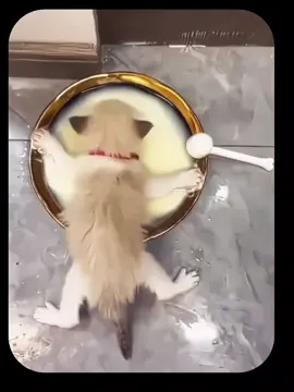 This kitty enjoys eating. #NomNomCat #NomNom #Cat #CatsTikTok #HopeCore 