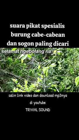 suara pikat spesialis burung cabe-cabean dan sogon paling dicari #burung #kicaumania #pikatburung #suaraburung 