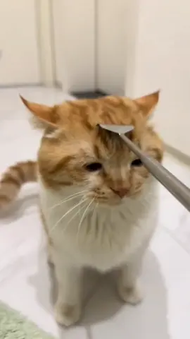 Enjoying😊#cutecat #pets #cats #kitchen 