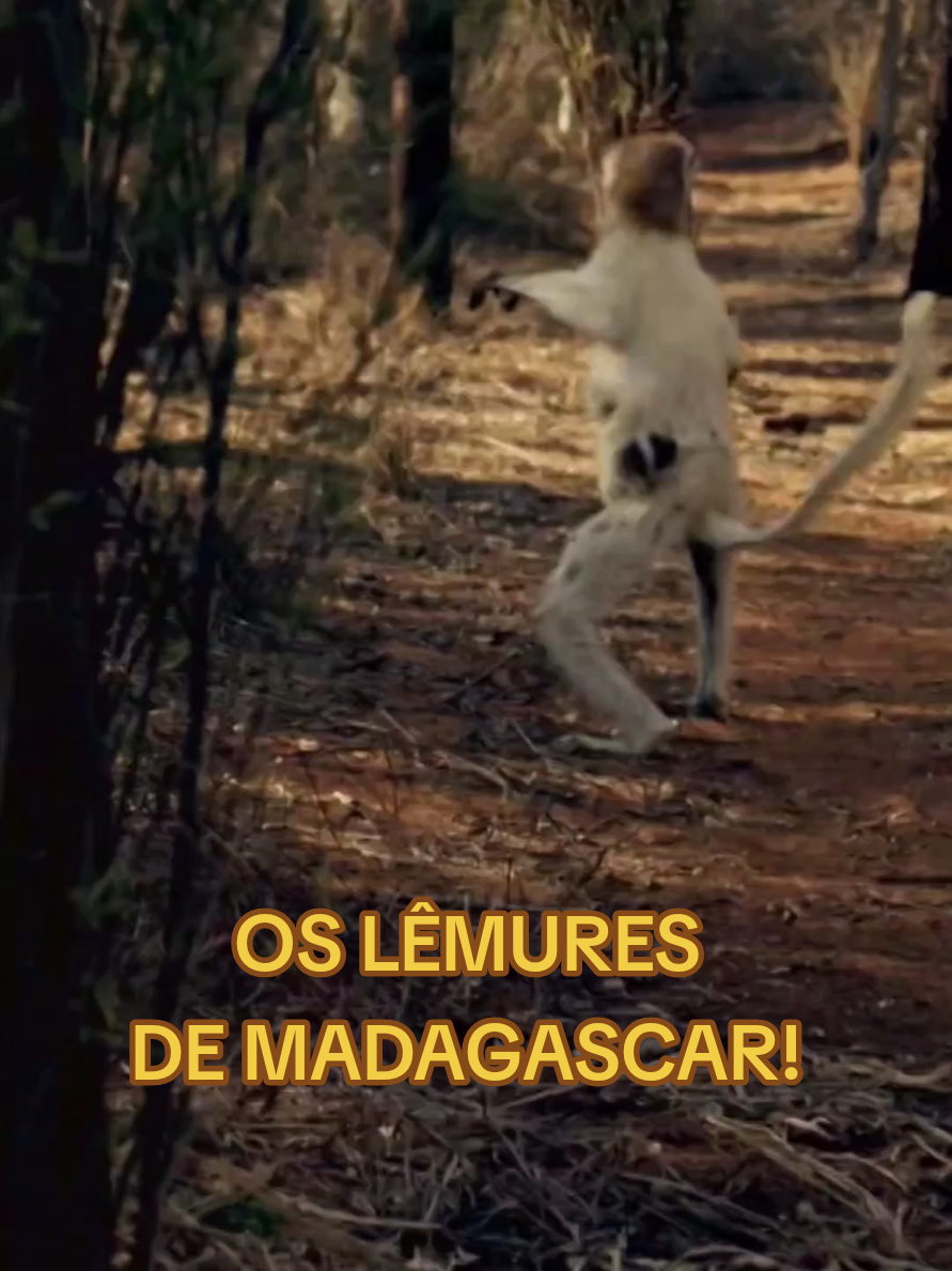 Os Famosos Lêmures de Madagascar #animaisselvagens #mundoanimal #madagascar #natureza 