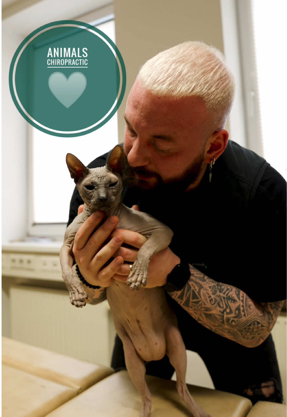 Cat with back pain 🥹🥹🥹 • • • #foryou #asmr #animal #animals #chiropractortiktok #türkiye #chiropractic #hund #hundeauftiktok #dogsoftiktok #helfen #Love #hundevideos 