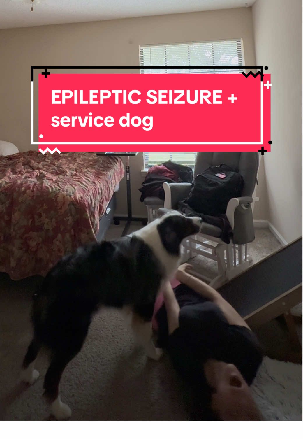 I haven’t been able to catch a tonic clonic seizure on home cameras in a while. Mostly, because Echo is good at his job and brings me medication to stop seizures before they happen. During this video, Echo brought emergency medication in a syringe but it was too late. It’s prepped and kept on a shelf in the room most of the time.  This was an abnormal seizure and happened very suddenly. During seizures, I have no idea what’s happening. Echo is the reason I have safety and independence when I’m alone or in public. This was at my parent’s house and no one was home. Echo barks to alert everyone around that I’m about to have a seizure. If there’s no furniture around, he lays on me to keep my joints in place. (I have easy joint dislocations due to vEDS). I was around furniture so he made the independent decision not to lay on me.  I have a massive bruise on my back from being against his ramp.  No one was here to flip me on my side so I choked up saliva at the end.  It took over an hour in the post-ictal phase of this seizure to finally come out of a neurologically impaired state. When I watched this video back, I thought two things.  1. I’m so thankful for and proud of echo 2. This looks a little embarrassing,  mostly terrifying, and I was all alone (no human help) We are unpacking the emergency button once again so that echo can push it and call for help. #seizureawareness #servicedog #epilepsy #seizureresponse #assistancedog #caninecompanion 