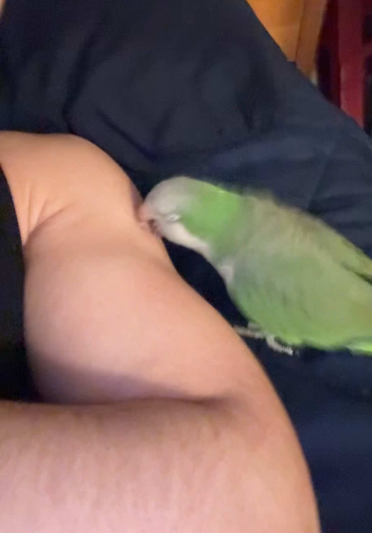 Cholo bird Lil loco gets ACTIVE.  ♿️ #fyp#quakerparrot#gngbng